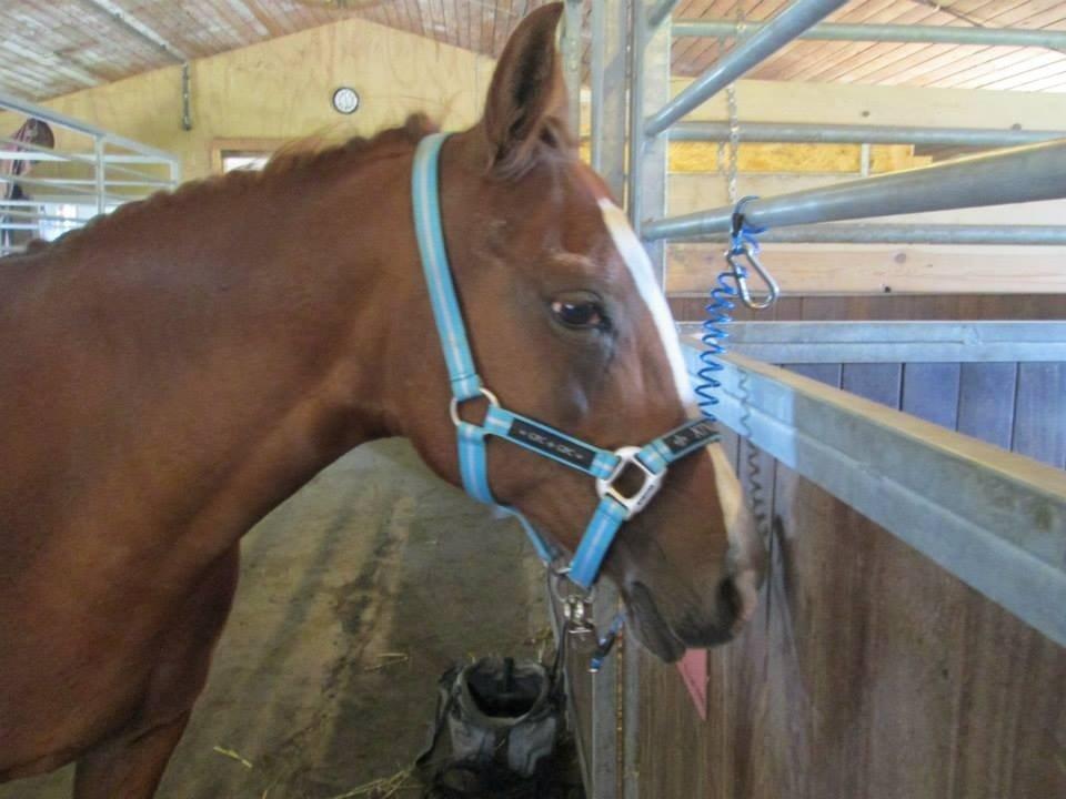 Anden særlig race Cherie <3 billede 2