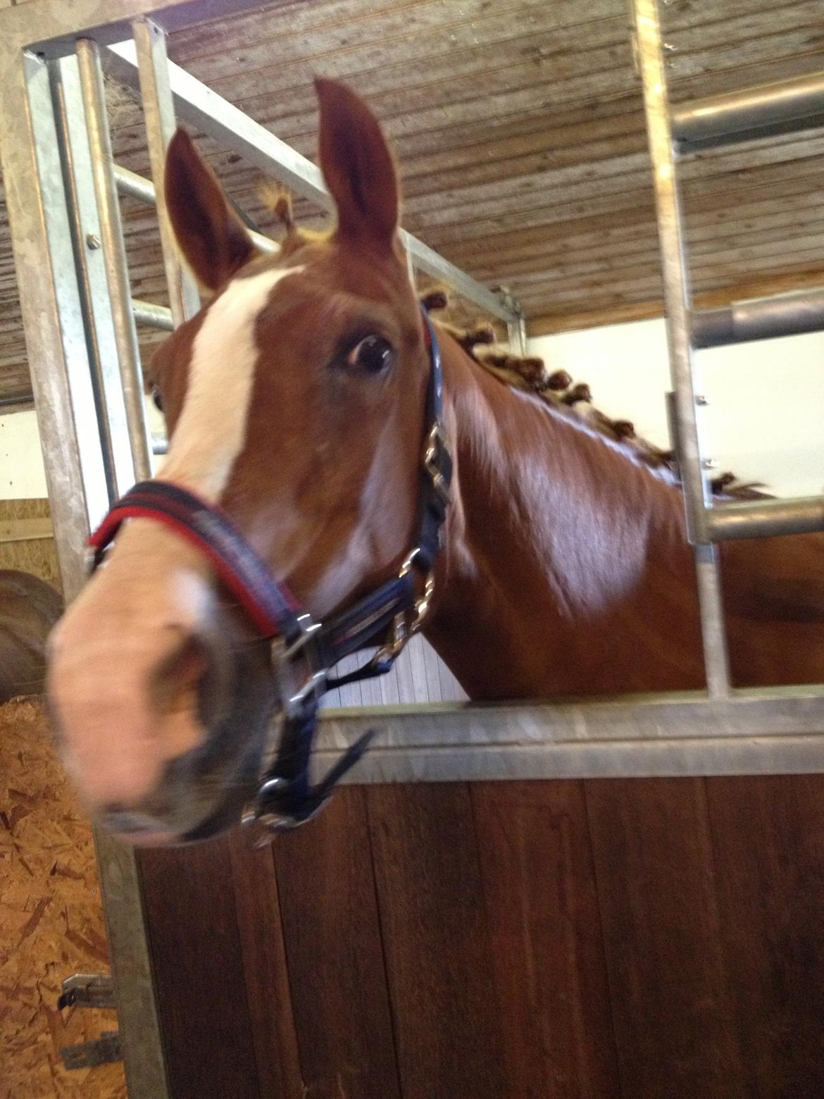 Anden særlig race Cherie <3 billede 3