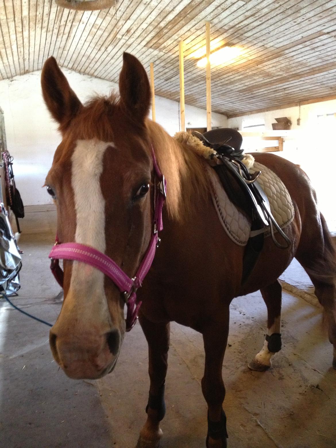 Anden særlig race Cherie <3 billede 4