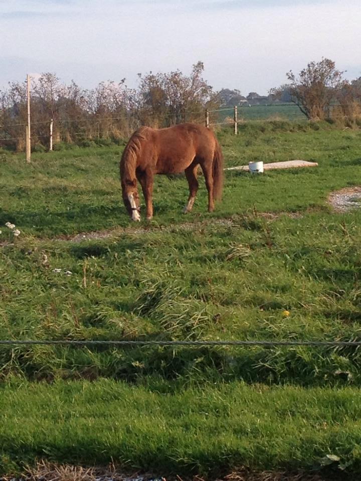 Anden særlig race Cherie <3 billede 9