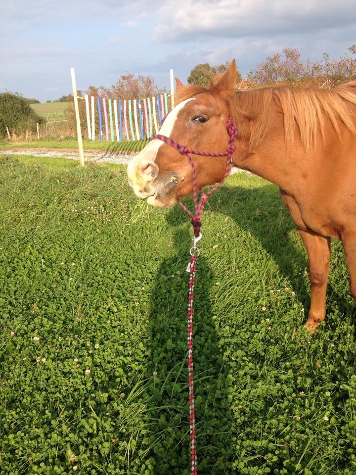 Anden særlig race Cherie <3 billede 10