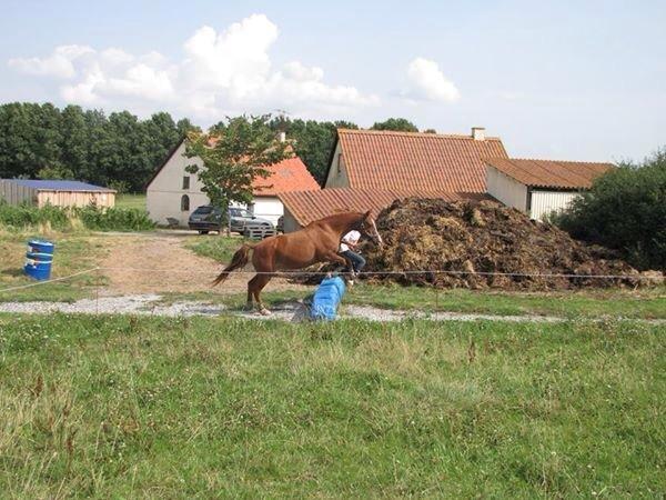 Anden særlig race Cherie <3 billede 11