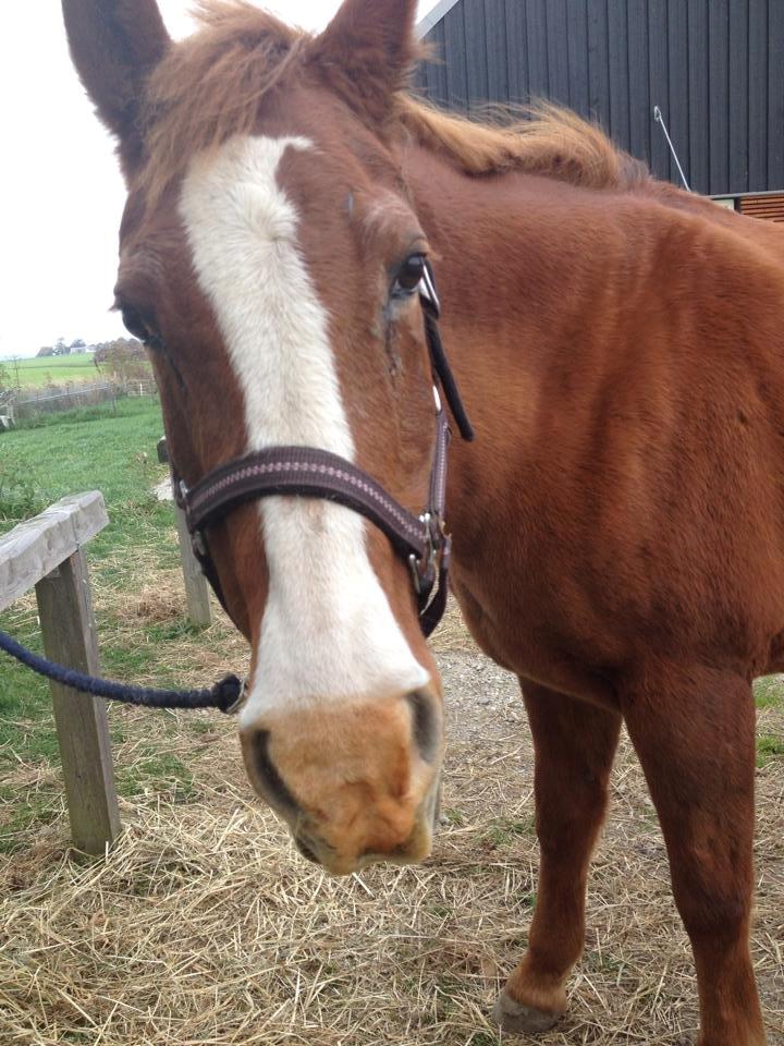 Anden særlig race Cherie <3 billede 12