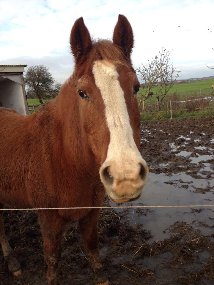 Anden særlig race Cherie <3 billede 13