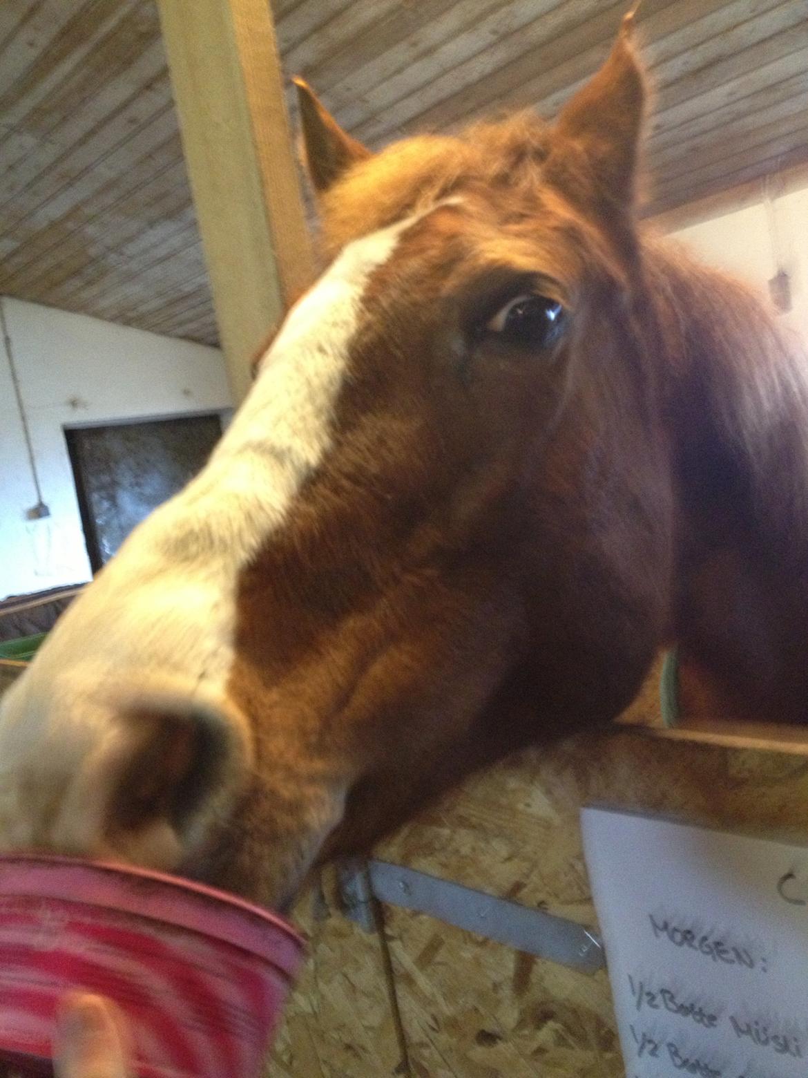 Anden særlig race Cherie <3 billede 14