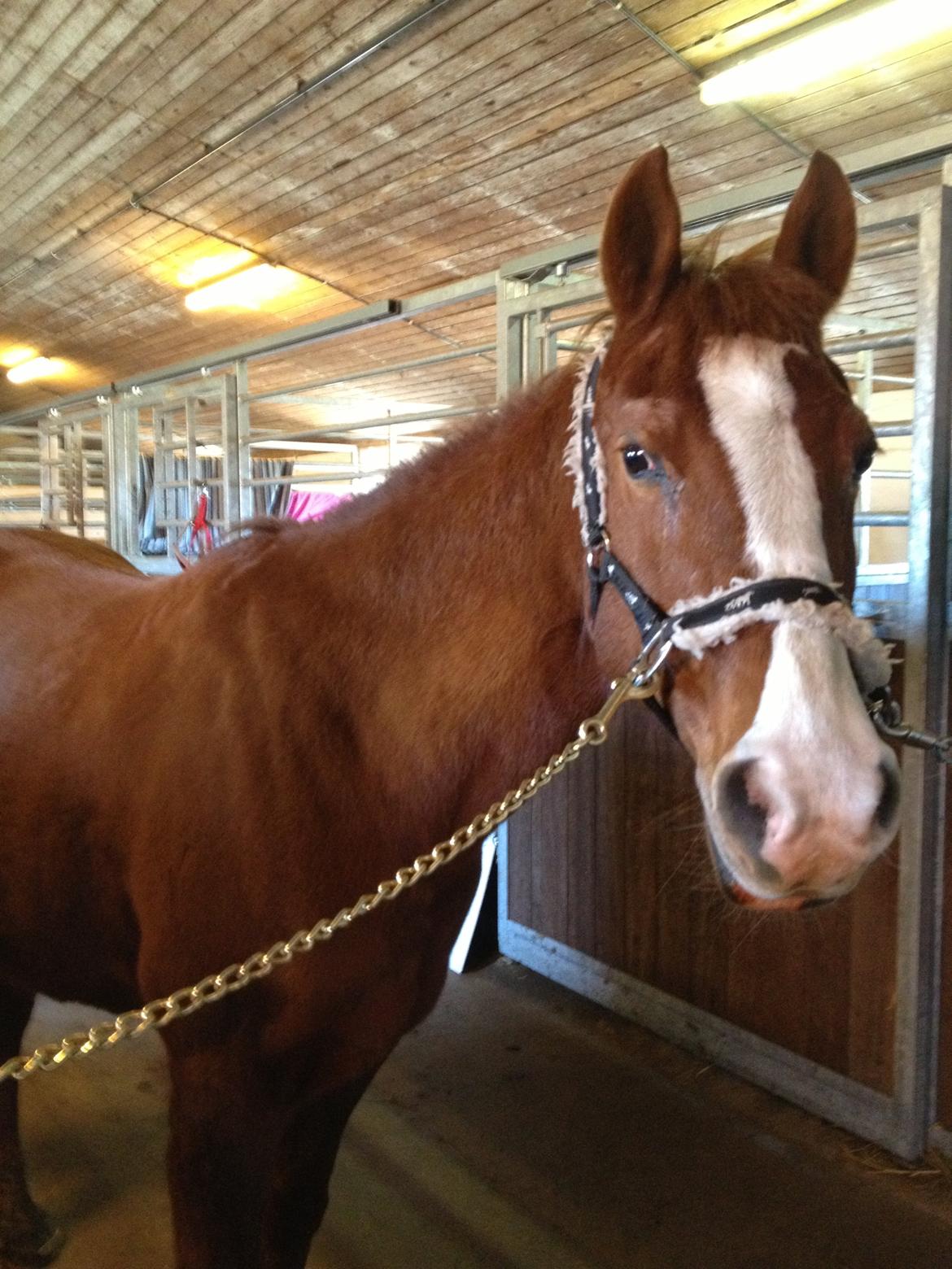 Anden særlig race Cherie <3 billede 15