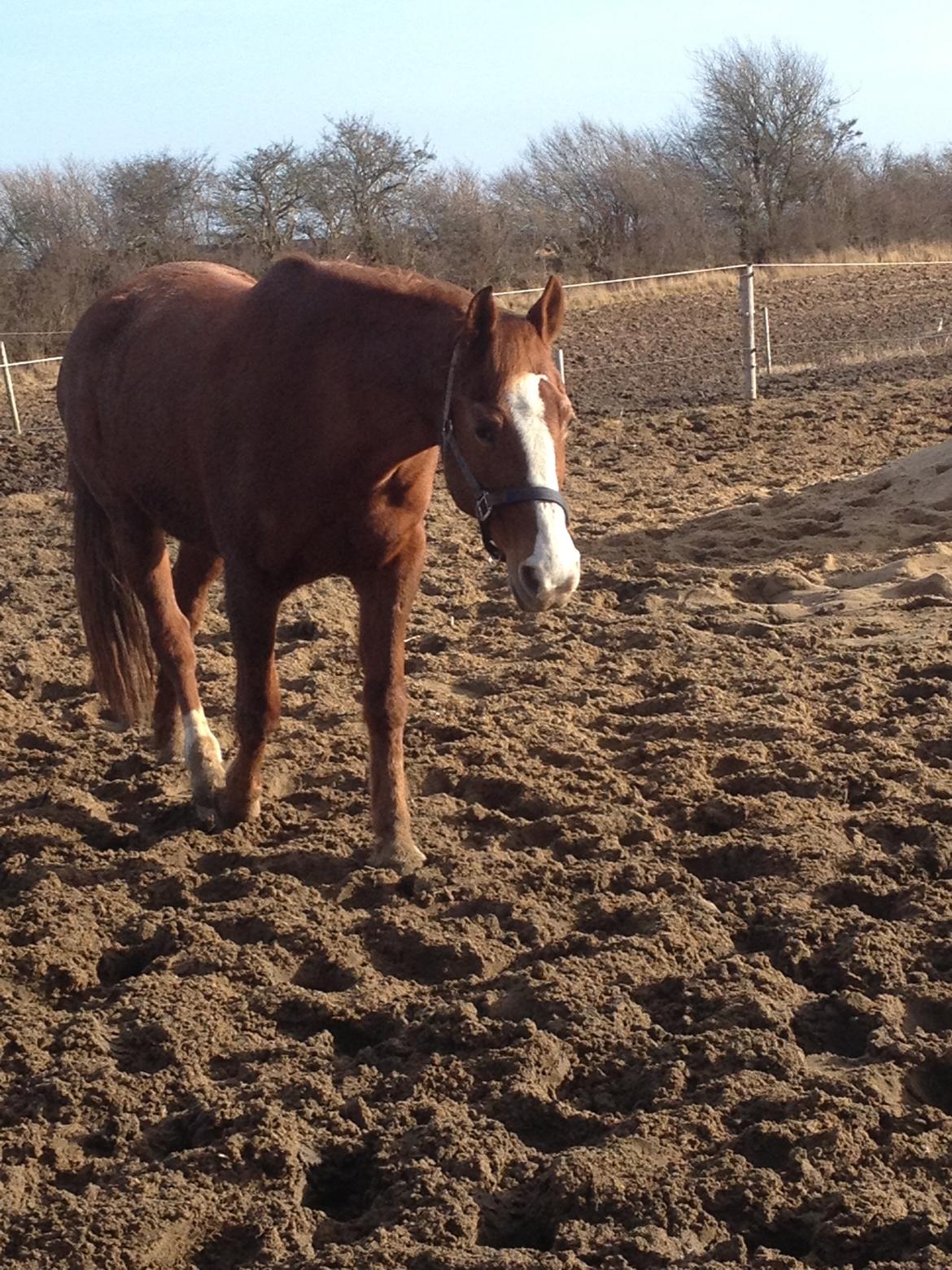 Anden særlig race Cherie <3 billede 16