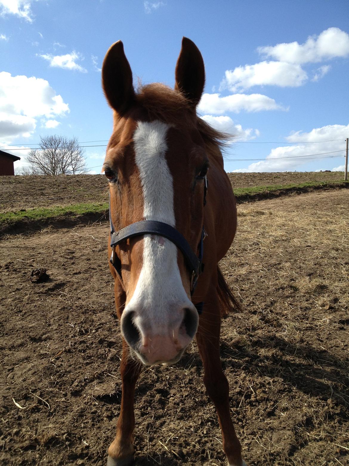 Anden særlig race Cherie <3 billede 17