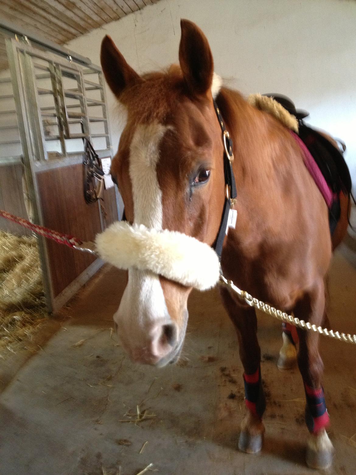 Anden særlig race Cherie <3 billede 18