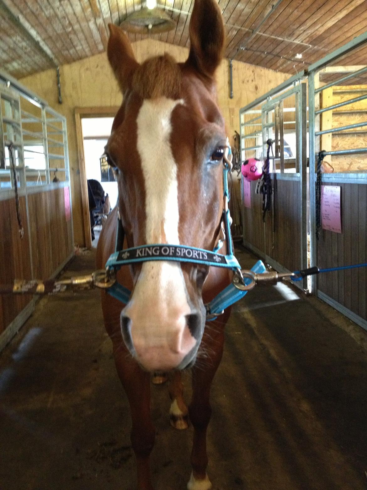 Anden særlig race Cherie <3 billede 19