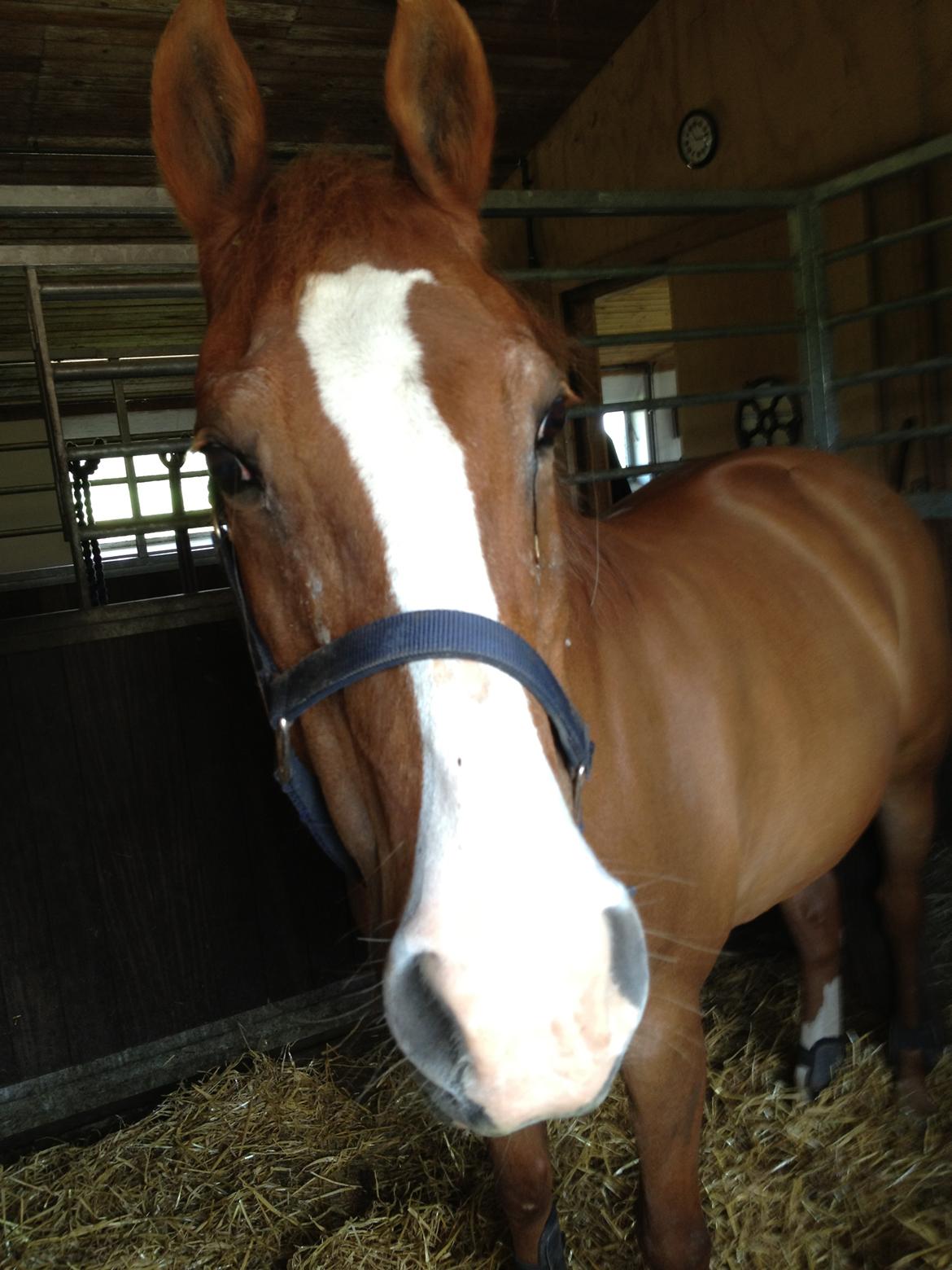 Anden særlig race Cherie <3 billede 20