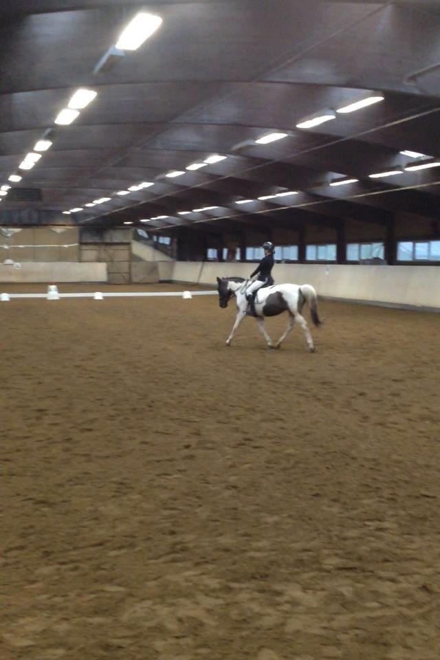 Anden særlig race Fie billede 10