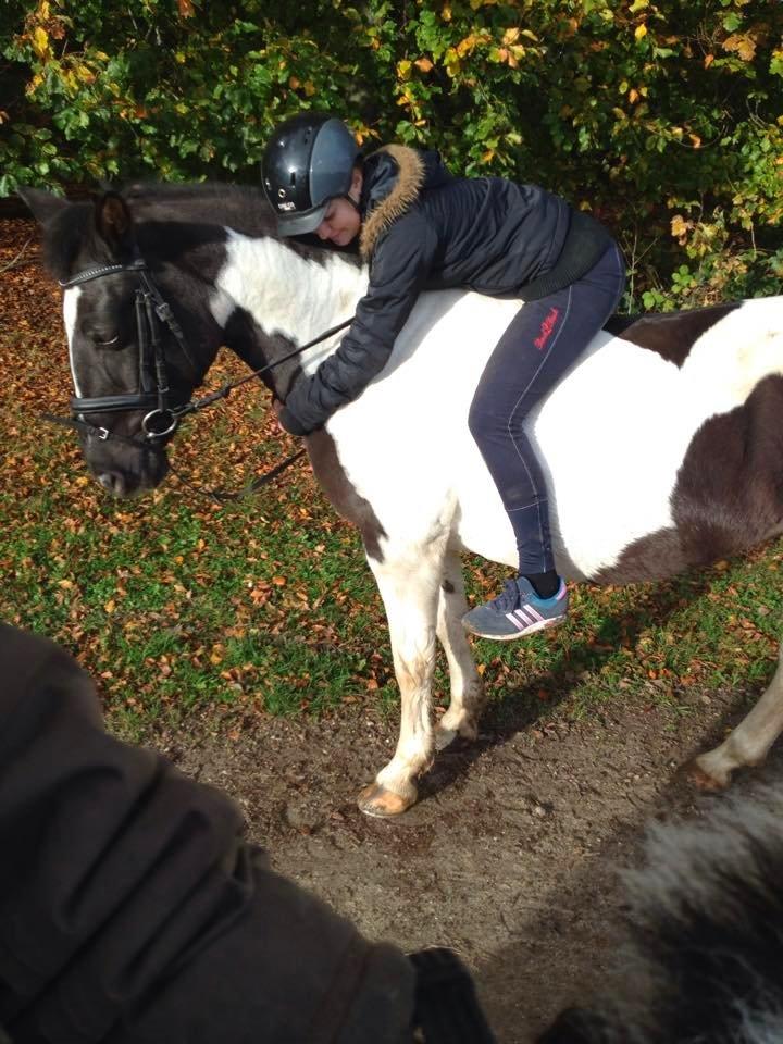 Anden særlig race Fie billede 4