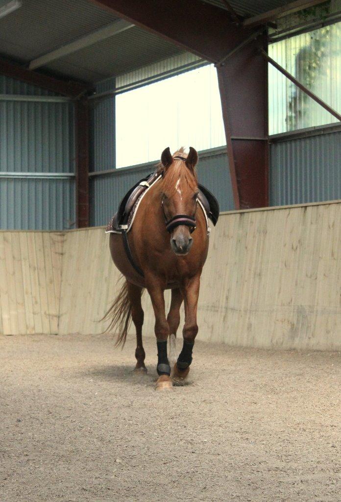 Anden særlig race Axel billede 9