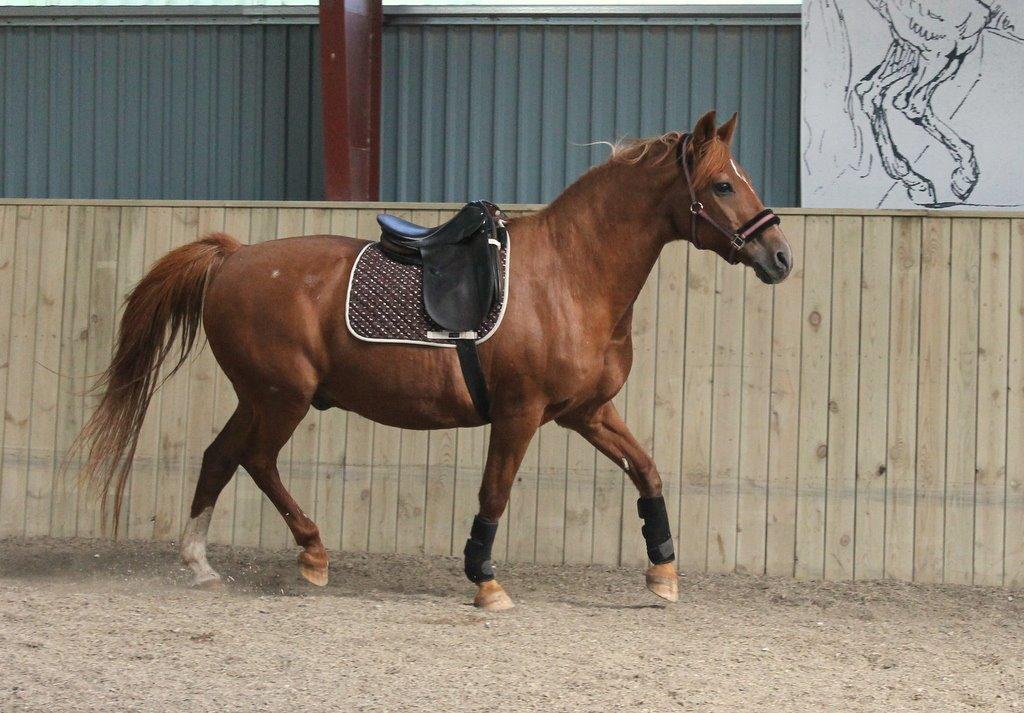 Anden særlig race Axel billede 13