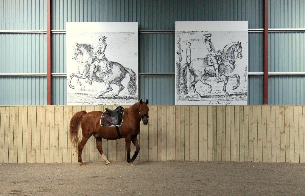 Anden særlig race Axel billede 17