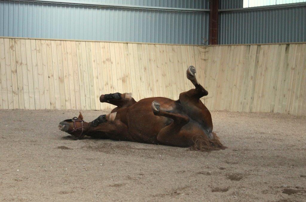 Anden særlig race Axel billede 20