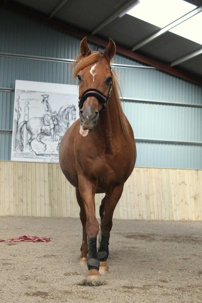 Anden særlig race Axel billede 23