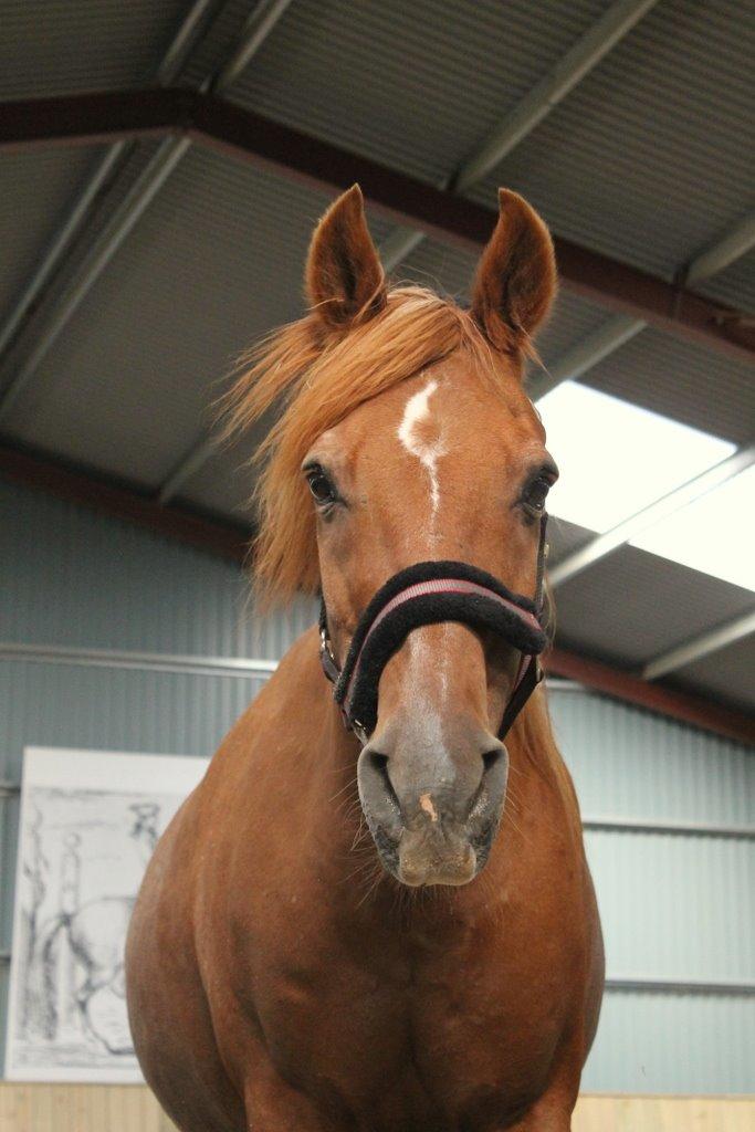 Anden særlig race Axel billede 25