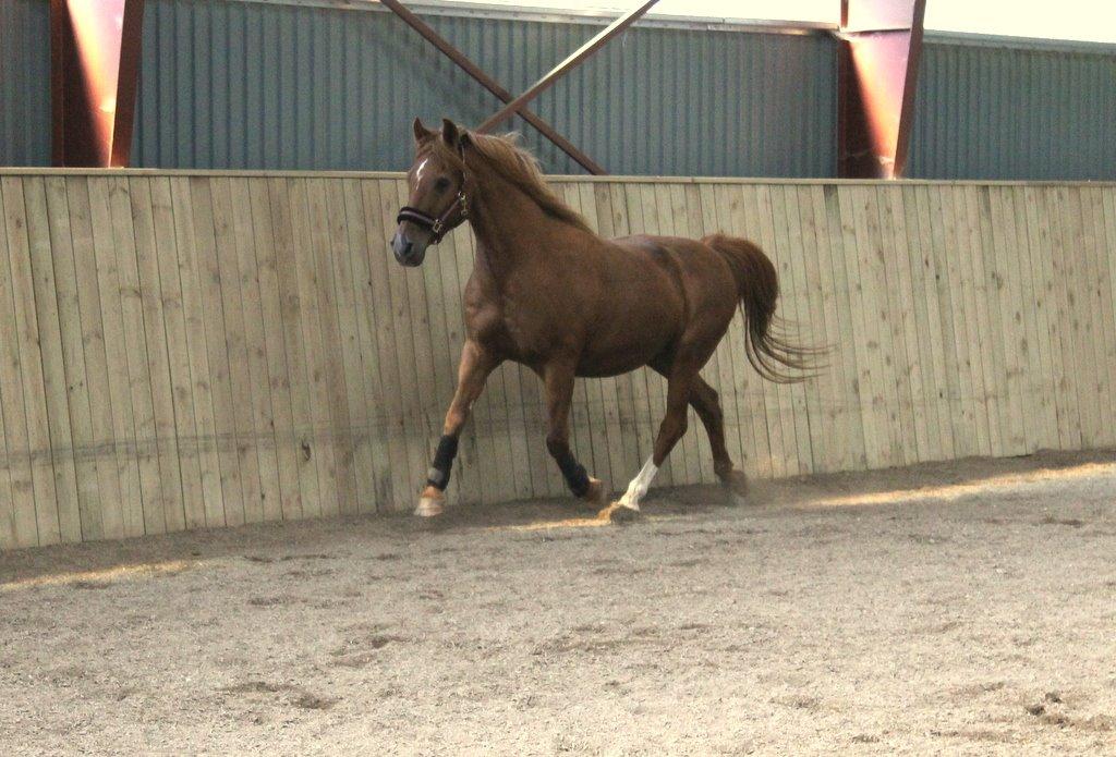 Anden særlig race Axel billede 27