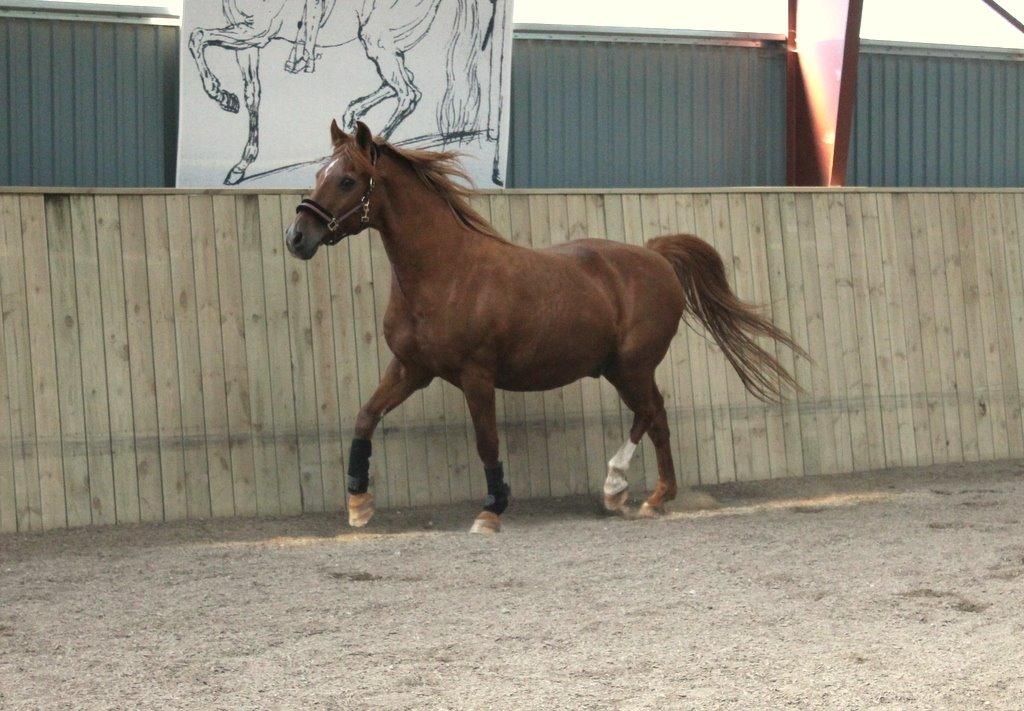 Anden særlig race Axel billede 30