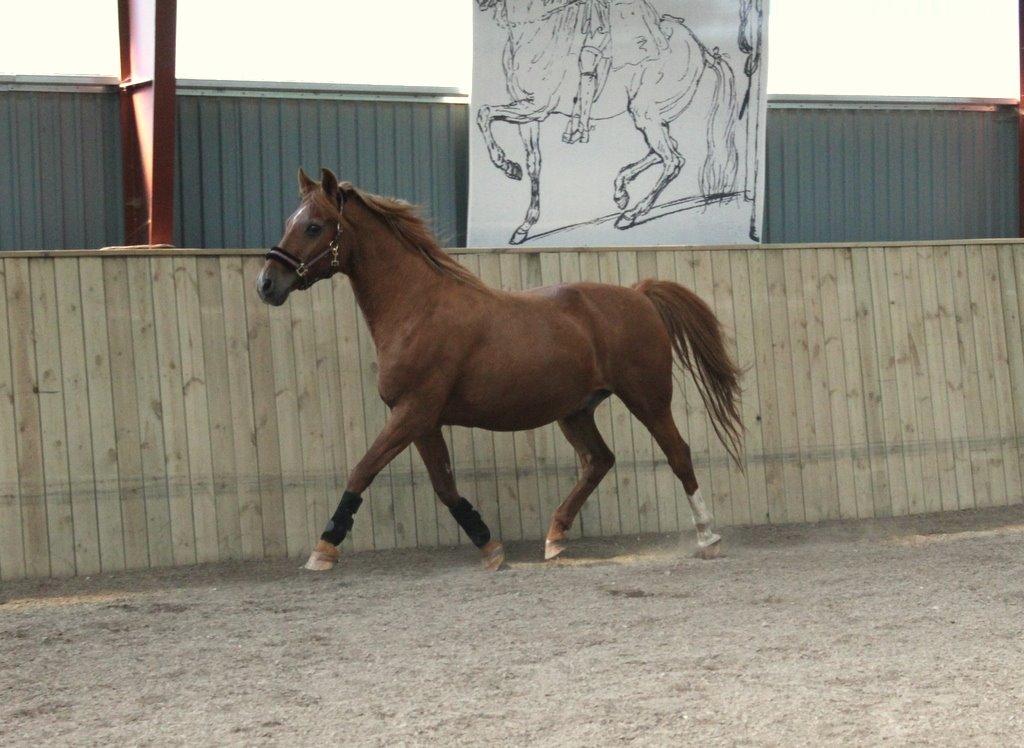 Anden særlig race Axel billede 32