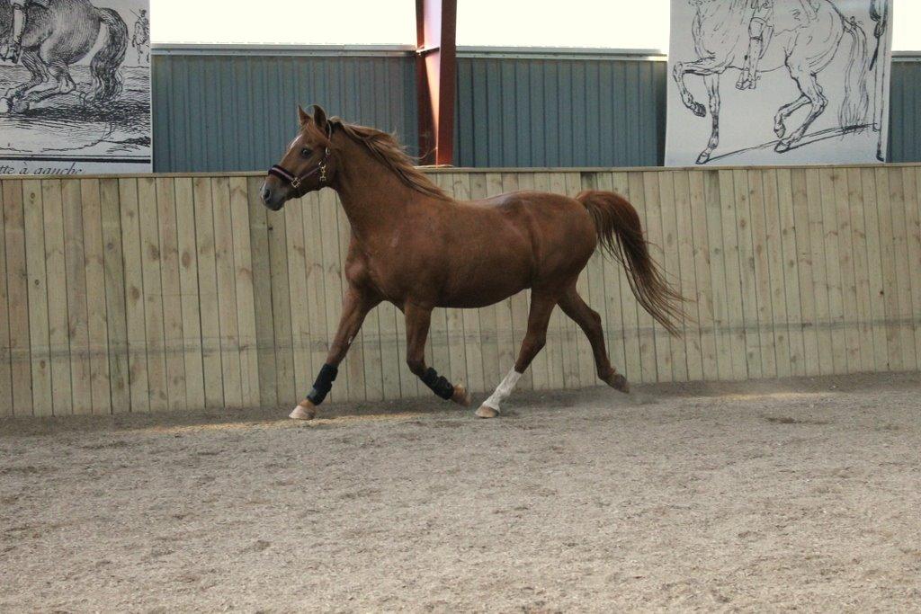 Anden særlig race Axel billede 43