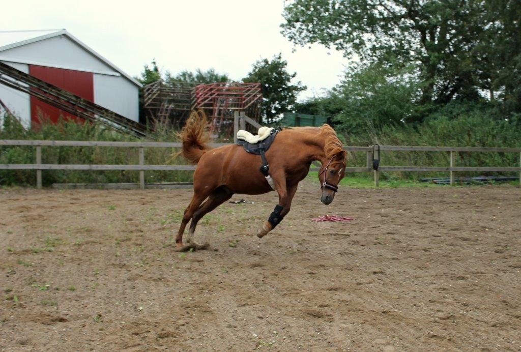 Anden særlig race Axel billede 36