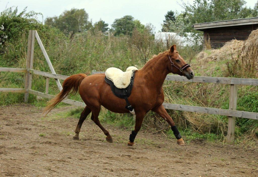 Anden særlig race Axel billede 21