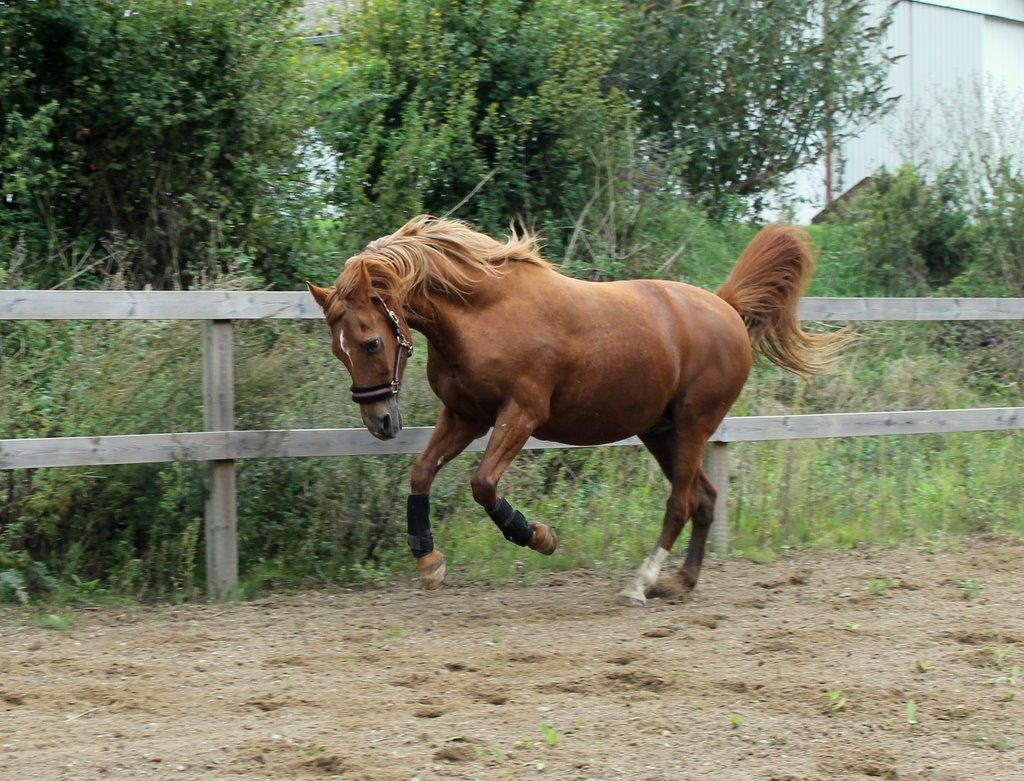 Anden særlig race Axel billede 39