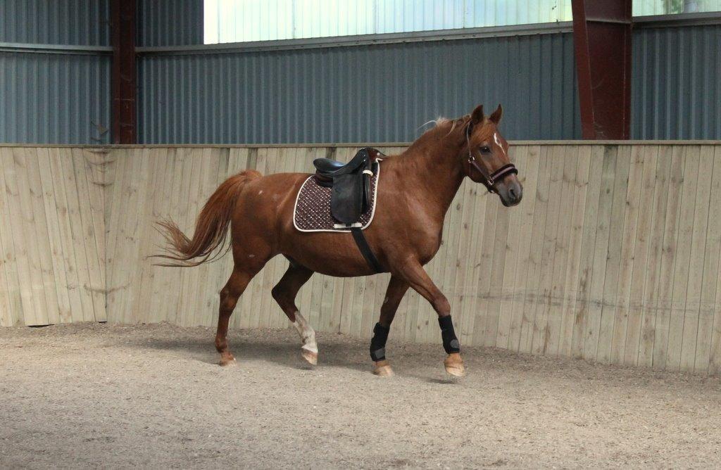 Anden særlig race Axel billede 11