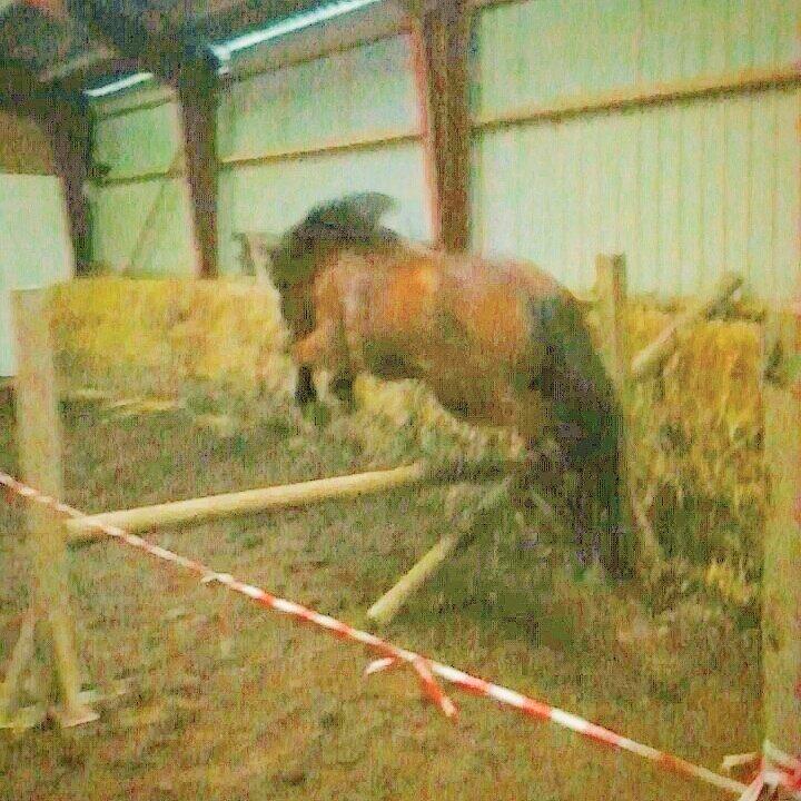 Islænder Frida Fra Solager - 70 cm. som ingen ting! billede 19