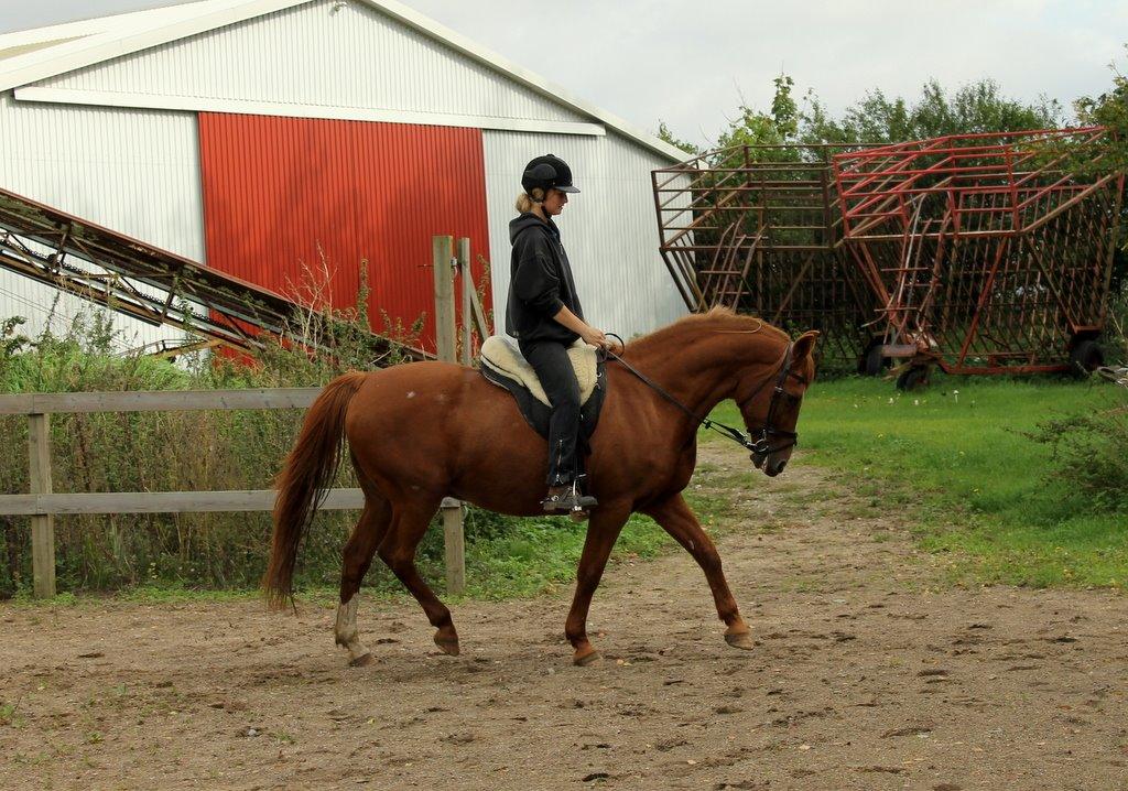Anden særlig race Axel billede 16