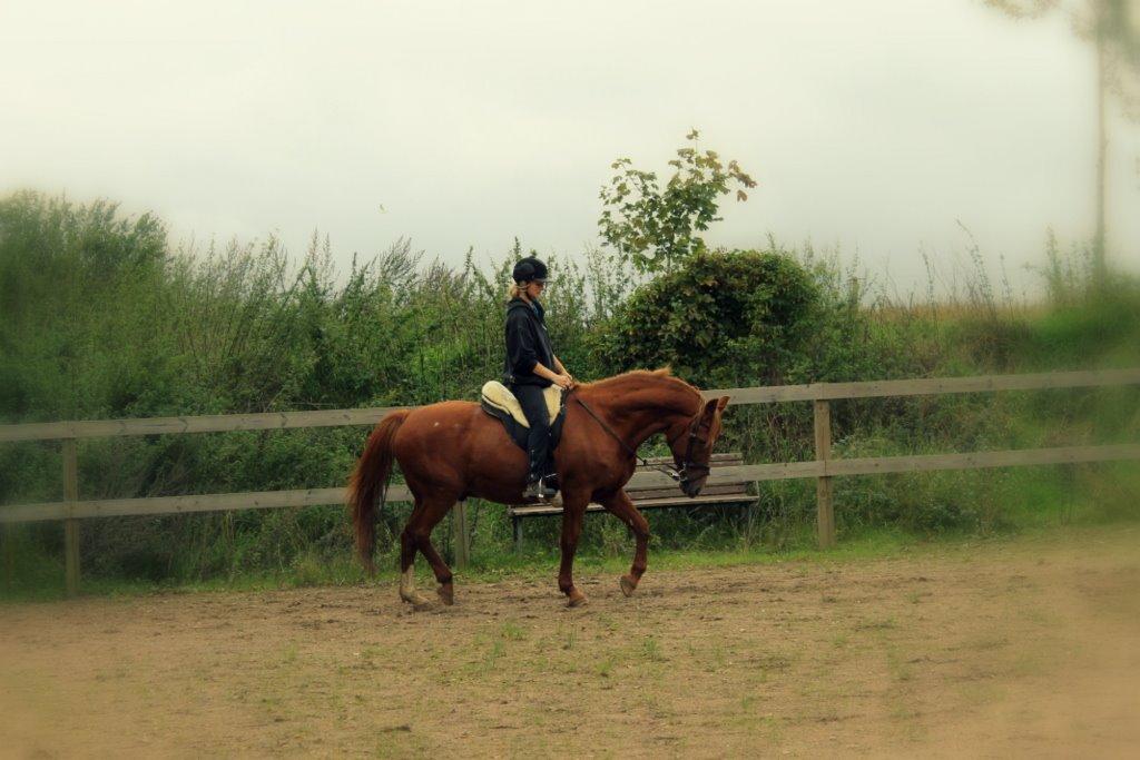 Anden særlig race Axel billede 40