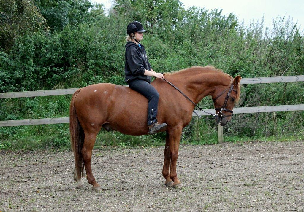 Anden særlig race Axel billede 41