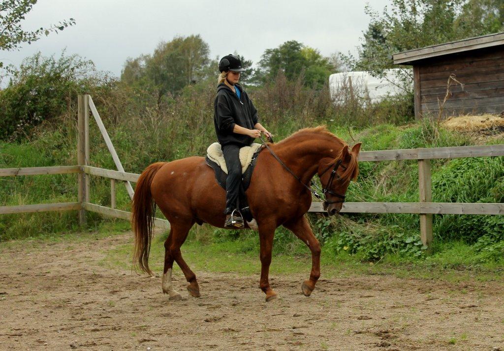 Anden særlig race Axel billede 5