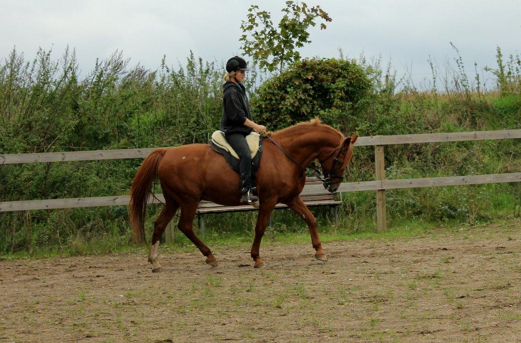 Anden særlig race Axel billede 45