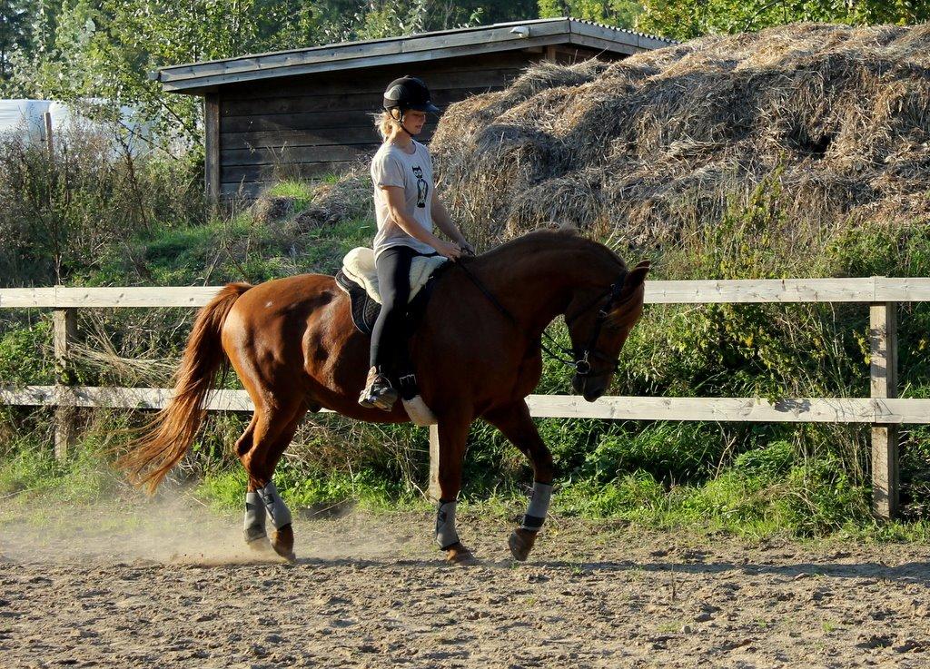 Anden særlig race Axel billede 46