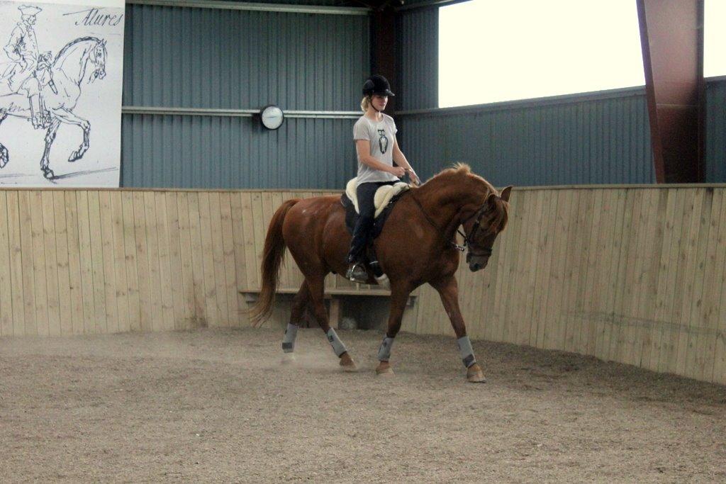 Anden særlig race Axel billede 47