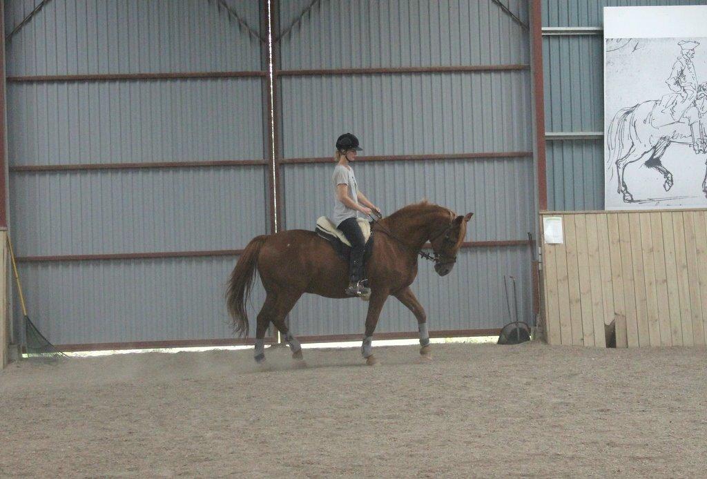 Anden særlig race Axel billede 34