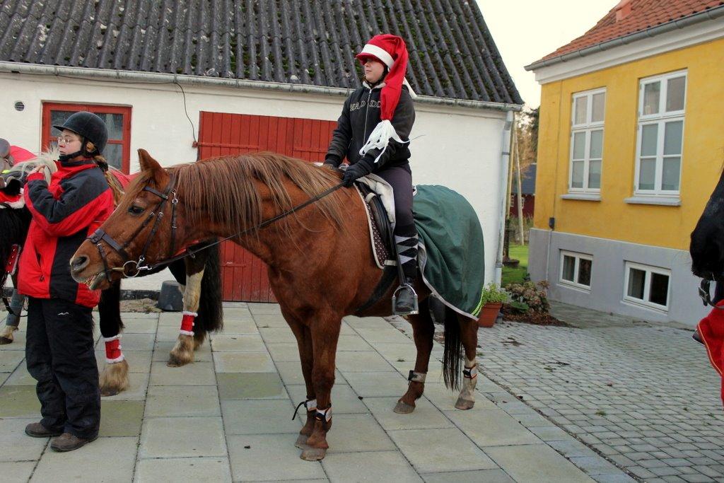 Anden særlig race Axel - Til juleshow med Maja på ryggen :)  billede 48