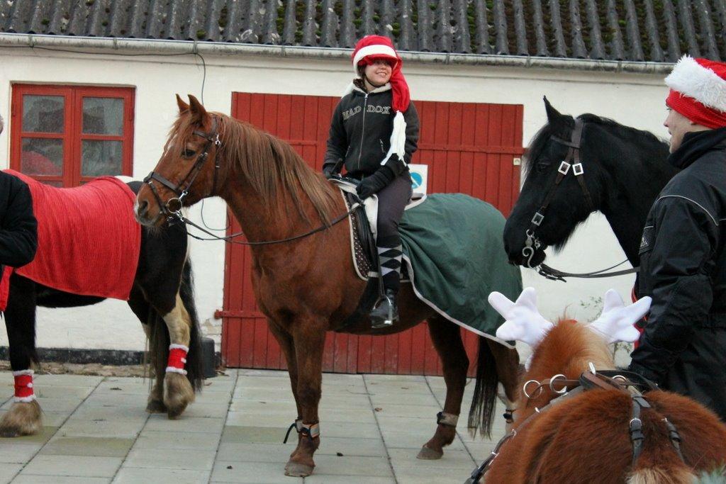 Anden særlig race Axel - Til juleshow med Maja på ryggen :)  billede 18