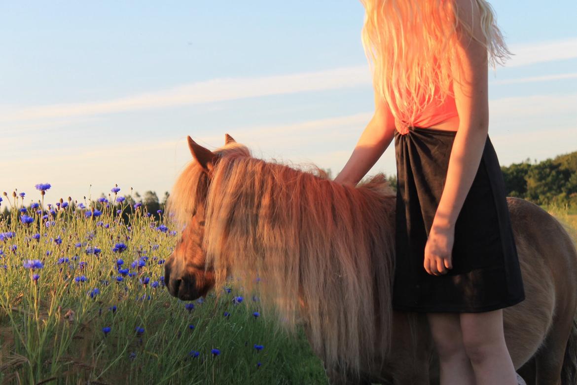 Shetlænder Bella. billede 15