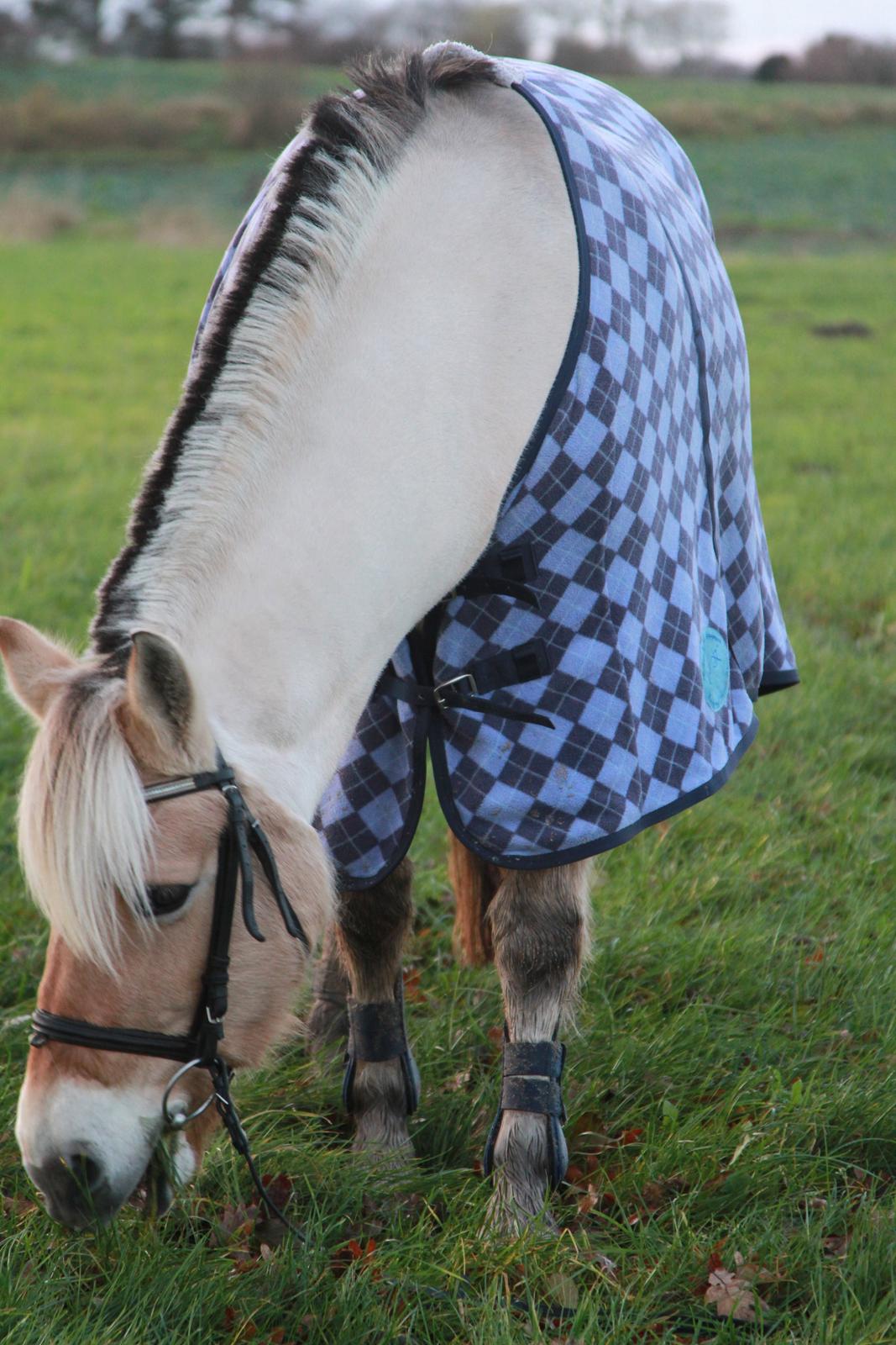 Fjordhest Flicka Fredensdal - Min smukke hest <3 billede 8