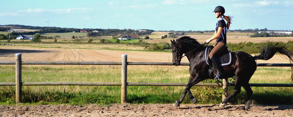 New Forest (DSP) Mandy B-pony billede 12