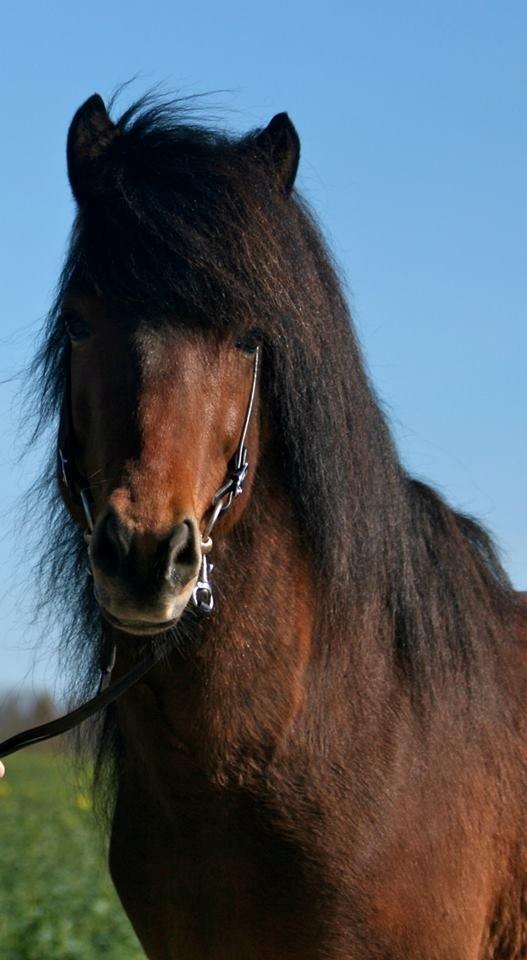 Islænder Pruður fra Flugsæl billede 20