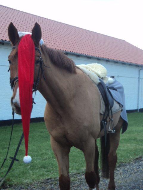 Dansk Varmblod libaks conquest - julehest billede 13