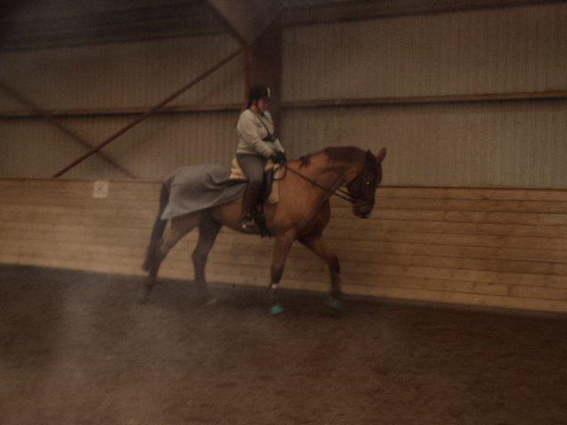 Dansk Varmblod libaks conquest billede 12