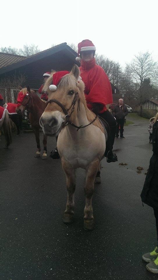 Fjordhest Buster billede 11