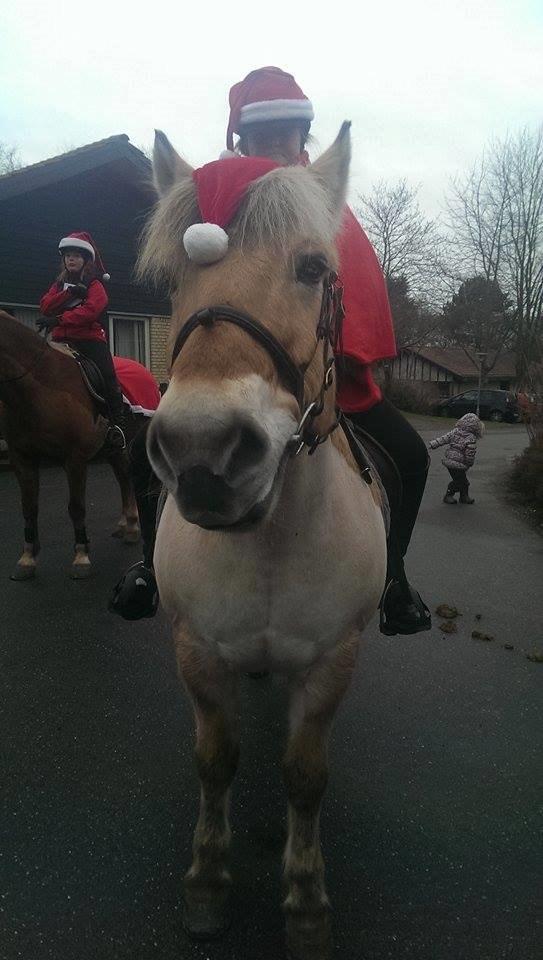 Fjordhest Buster billede 2